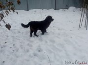 Превью фото № 216729