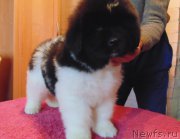 Превью фото № 216748