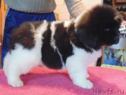 Превью фото № 216751