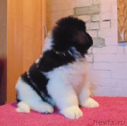 Превью фото № 216752