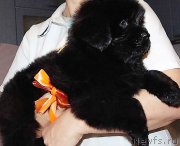 Превью фото № 216909