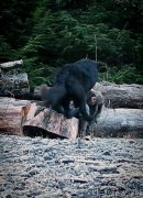 Превью фото № 216980