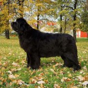 Превью фото № 217010