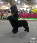 Превью фото № 217016