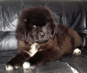 Превью фото № 217042