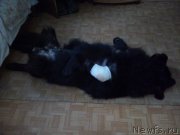 Превью фото № 217066