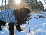 Превью фото № 217071