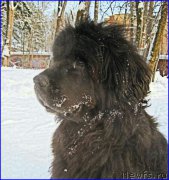 Превью фото № 217083