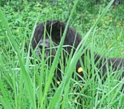 Превью фото № 217085