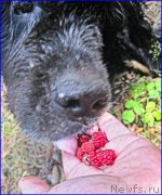 Превью фото № 217087