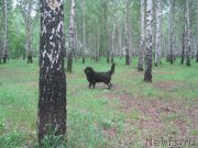 Превью фото № 217088