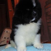 Превью фото № 217103