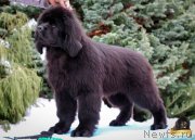 Превью фото № 217113