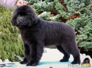 Превью фото № 217121