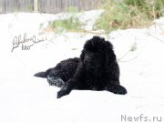 Превью фото № 217205