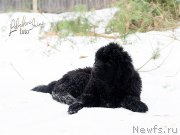 Превью фото № 217206