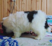 Превью фото № 217221