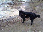 Превью фото № 217233