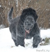 Превью фото № 217257