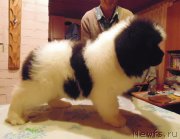 Превью фото № 217271