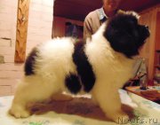 Превью фото № 217272