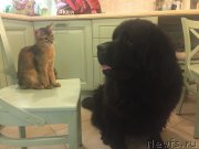 Превью фото № 217279