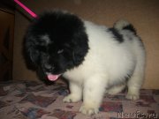 Превью фото № 217303