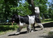 Превью фото № 217310