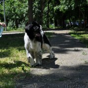 Превью фото № 217311