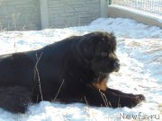 Превью фото № 217338