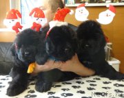 Превью фото № 217362