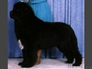 Превью фото № 217368