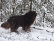 Превью фото № 217436