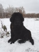 Превью фото № 217440