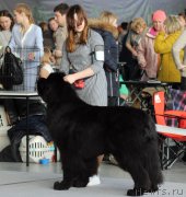 Превью фото № 217441