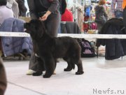 Превью фото № 217442