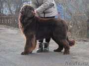 Превью фото № 217468