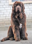 Превью фото № 217473