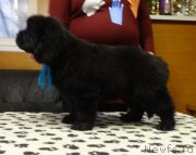 Превью фото № 217536