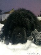 Превью фото № 217562