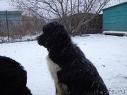 Превью фото № 217580