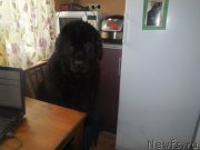 Превью фото № 217655