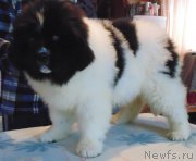 Превью фото № 217664