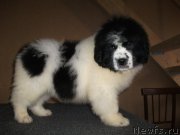 Превью фото № 217722