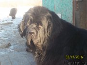 Превью фото № 217733