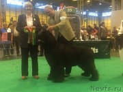 Превью фото № 217746