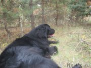 Превью фото № 217799