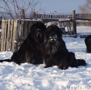 Превью фото № 217813