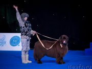 Превью фото № 217821