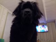 Превью фото № 217849